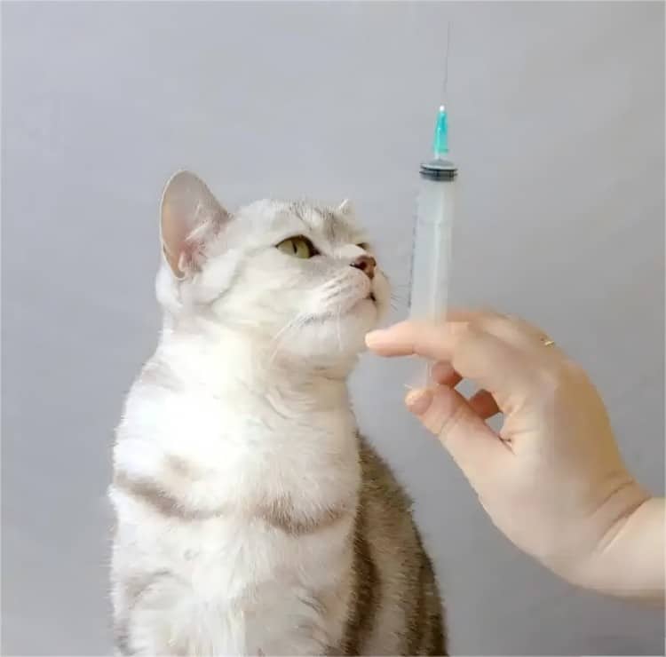 veterinary-syringe-market-growth-trends-technology-innovation-sustainability-forecast