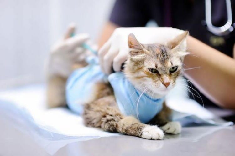 veterinary-syringe-supplier-evaluation-criteria-certification-production-capacity-framework