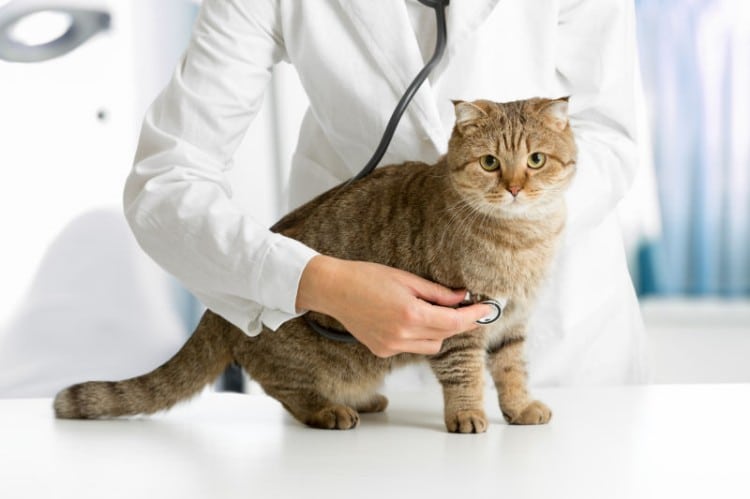 smart-veterinary-syringe-iot-technology-integration-automated-dosing-system