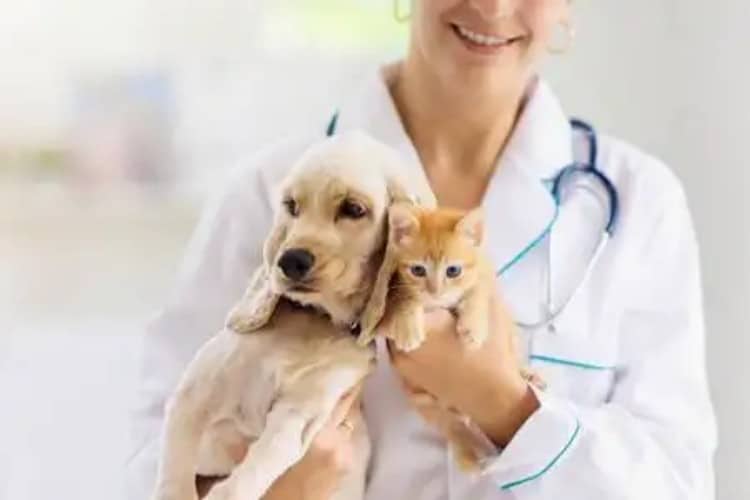 Pet Syringe Specifications Guide: Do Cats and Dogs Need Different Medical Syringes?
