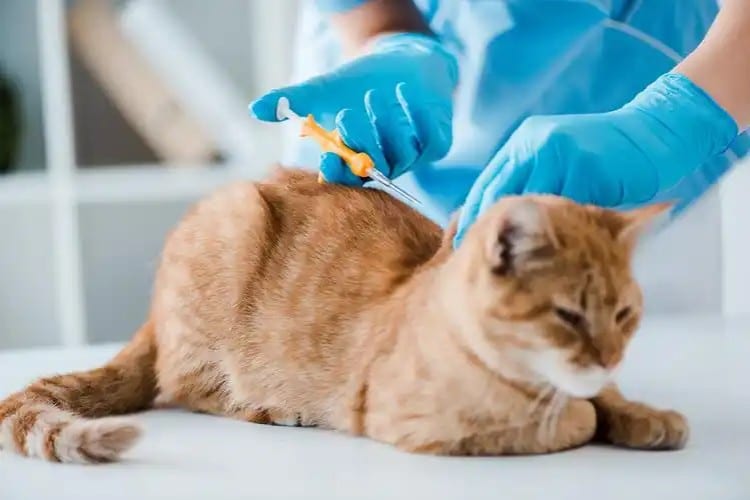 Small-Orange-Cat-Receiving-Vaccination-Shot-Using-Appropriate-Size-Medical-Syringe-At-Veterinary-Clinic