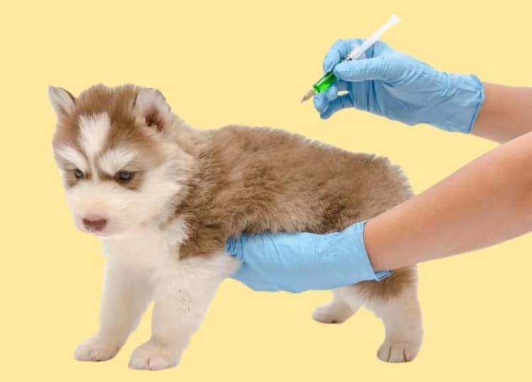 large-scale-livestock-farm-veterinary-syringe-vaccination-program-implementation
