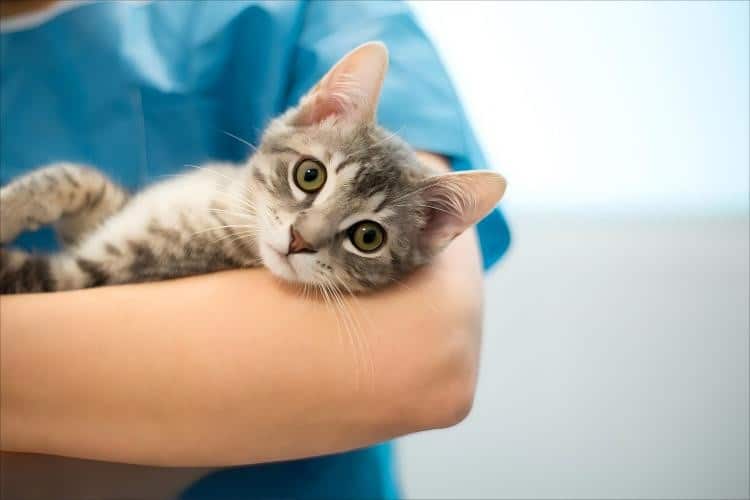 veterinary-syringe-quality-control-testing-procedures-iso-standards-compliance