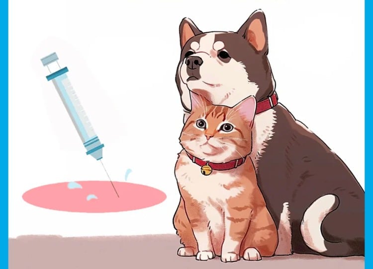 Professional-Veterinarian-Holding-Different-Size-Pet-Medical-Syringes-For-Cats-And-Dogs-Treatment