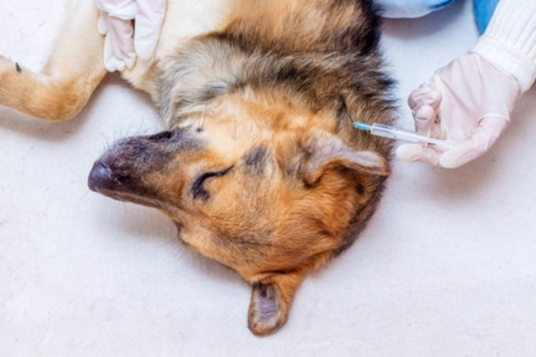 Large-Golden-Retriever-Dog-Getting-Medical-Treatment-With-Bigger-Capacity-Syringe-By-Professional-Veterinarian