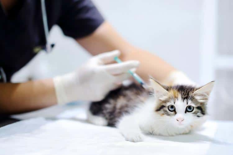 comprehensive-veterinary-needle-care-system