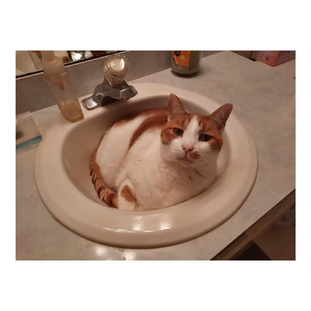 diabetic cat insulin syringes managemen