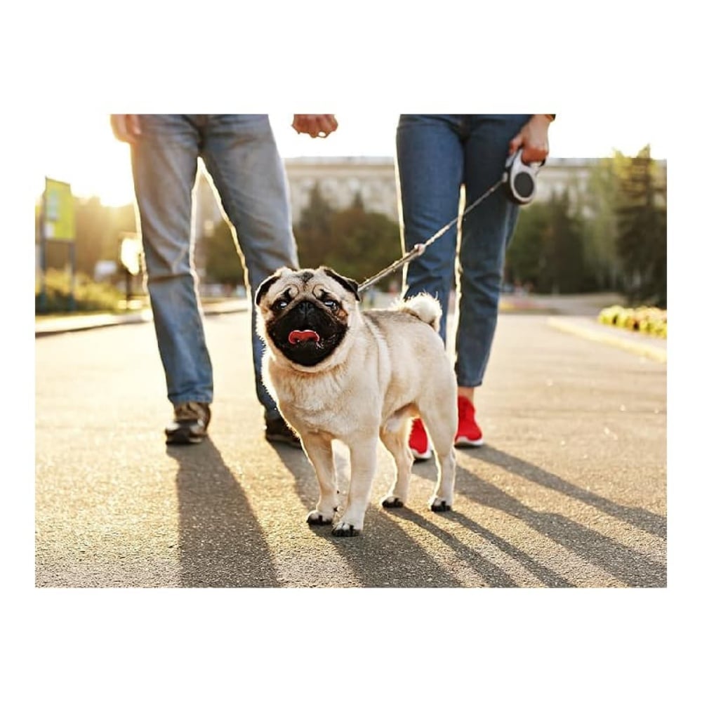 diabetic dog walking pet care
