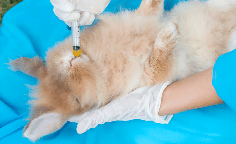 hands-properly-cleaning-animal-feeding-syringe-with-warm-soapy-water-solution