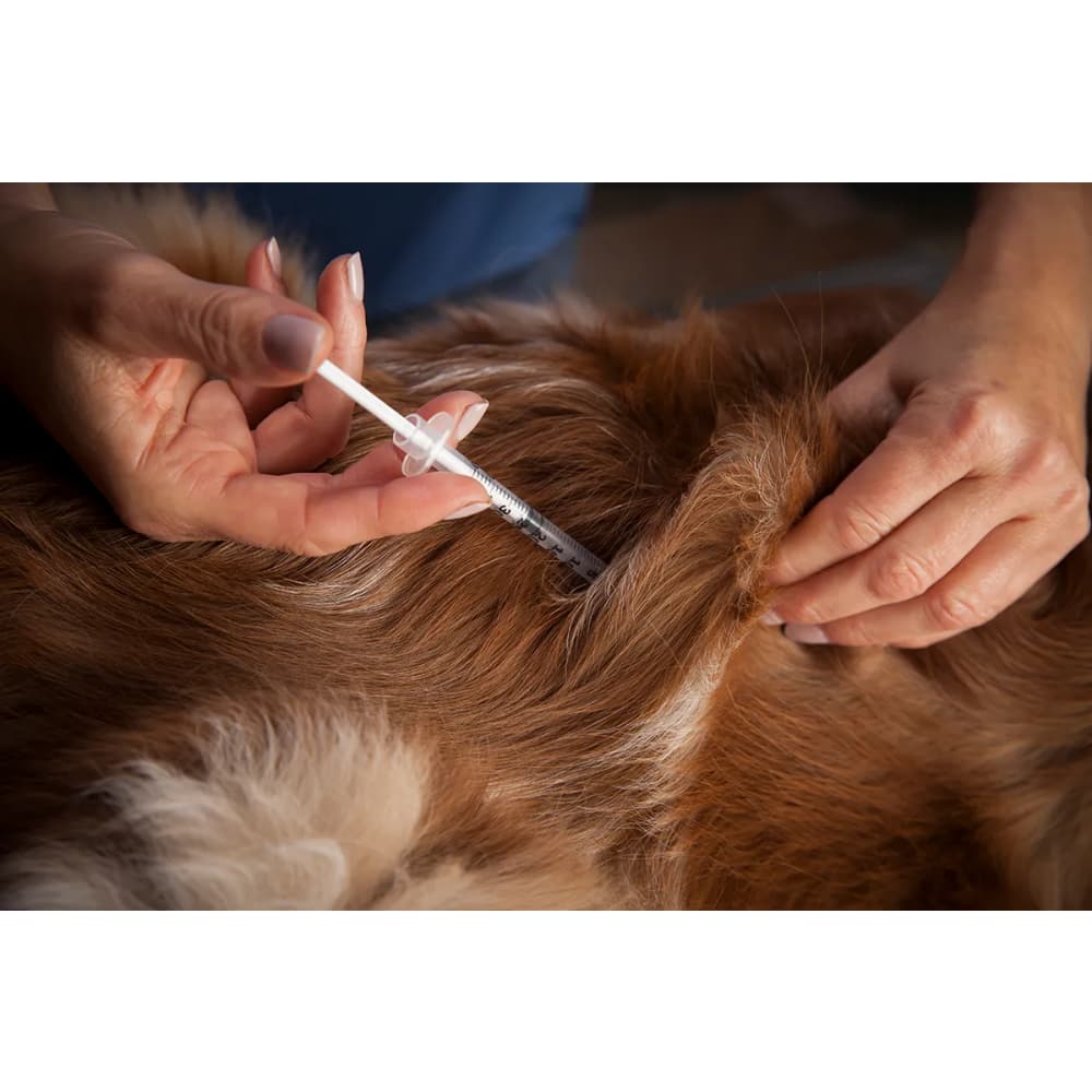 pet diabetes insulin injection process