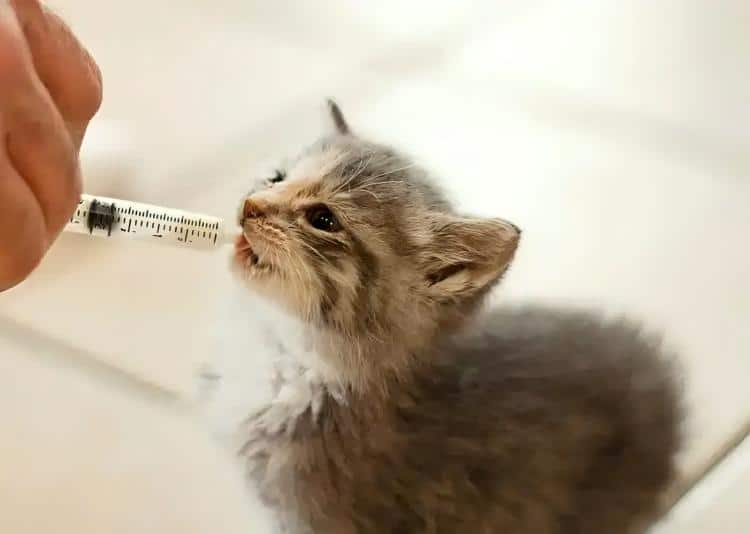 pet-owner-gently-feeding-kitten-with-small-capacity-feeding-syringe-technique