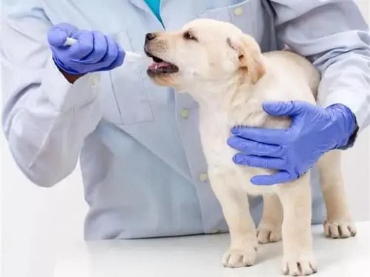 professional-veterinarian-using-pet-feeding-syringe-on-small-dog-in-clinic