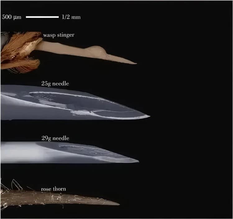 ultra-fine-needle-comparison-microscopic-view