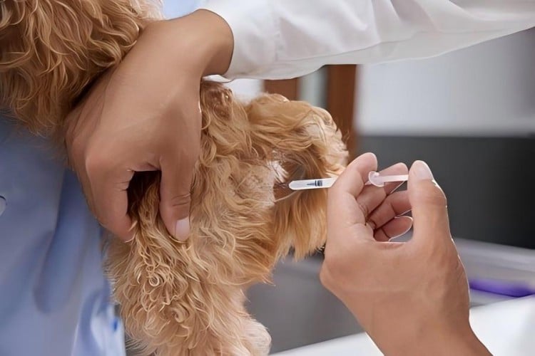 veterinarian-demonstrating-insulin-injection-technique