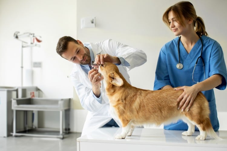 veterinary-staff-needle-safety-training