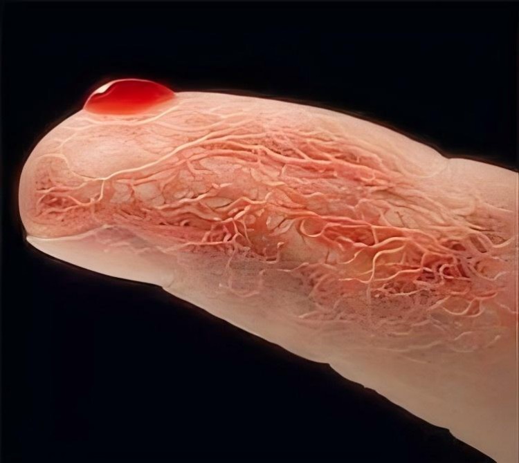 blood-sampling-penetration-depth-diagram