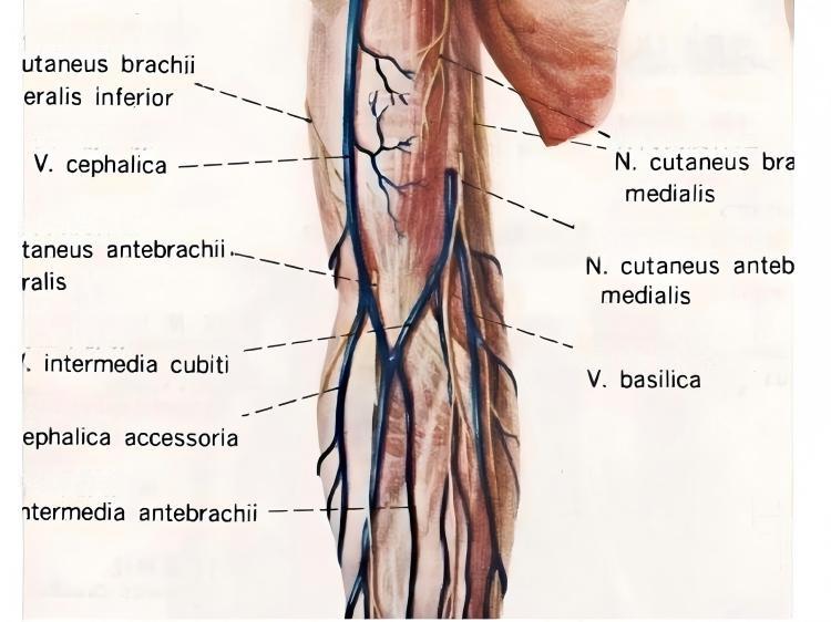 venipuncture-anatomy-site-selection