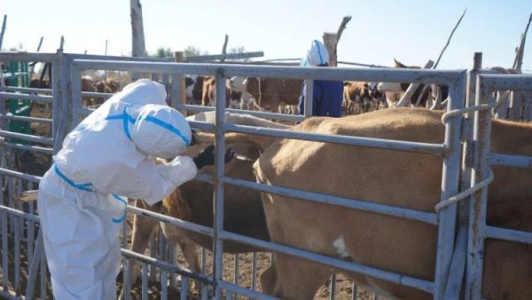 The Essential Tool: Exploring Veterinary Injection Syringes in Animal ...