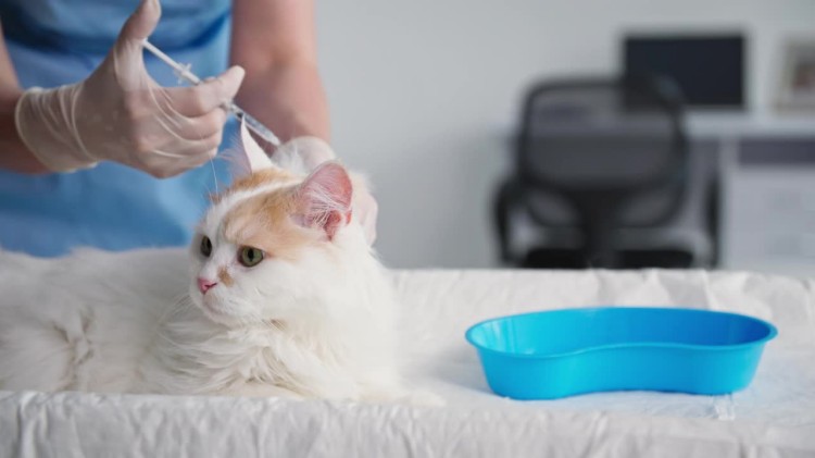 diabetic-cat-daily-insulin-routine