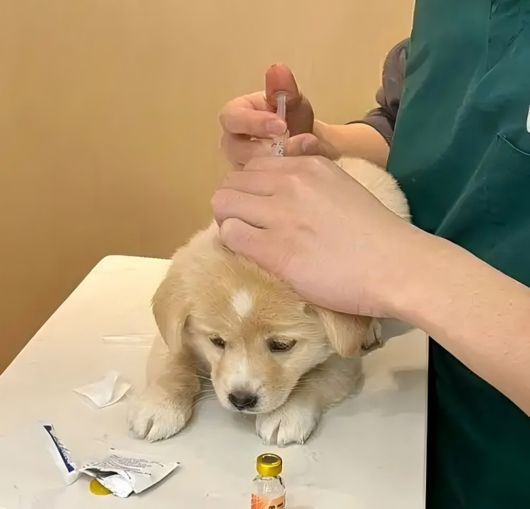 dog-diabetes-insulin-administration-steps