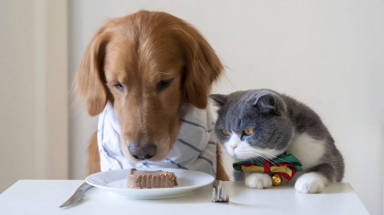 multi-pet-household-diabetes-management